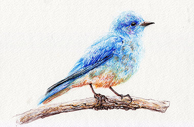 Bird  - Pen Drawing by Singapore contemporary artist Liu Ling