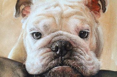 Bubu - Realistic Animal Portrait Drawing, pet drawing, pet portrait, commissioned dog drawing