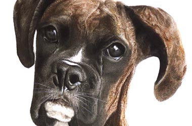Moe - Realistic Animal Portrait Drawing, pet drawing, pet portrait, commissioned dog drawing