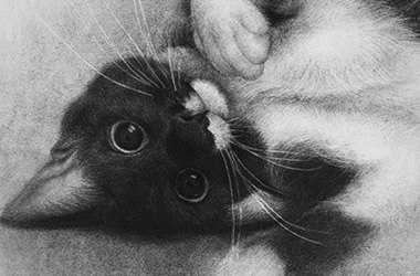 Momo - Realistic Animal Portrait Drawing, pet drawing, pet portrait, commissioned cat drawing