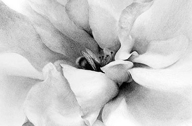 realistic charcoal drawing of a flower