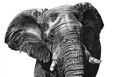 Wildlife animal portrait. Realistic drawing of an elephant. Beautiful artwork by Singapore contemporary artist Ben.