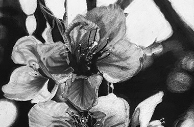 realistic charcoal drawing