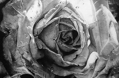 Photo realistic artwork of a white flower