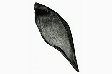 Organic Shape 1 - Nature drawing, realism in charcoal, Singapore art class. Beautiful artwork by Singapore contemporary artist