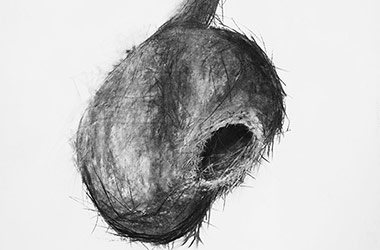 Bird Nest I - Nature drawing, realism in charcoal, Singapore art class. Beautiful artwork by Singapore contemporary artist