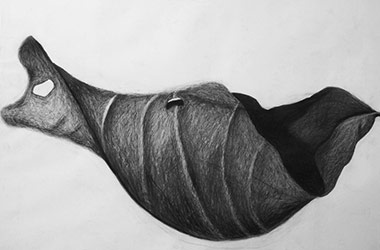 Leaf -  - Nature drawing, realism in charcoal, Singapore art class and arts scene. Beautiful artwork by Singapore contemporary artist