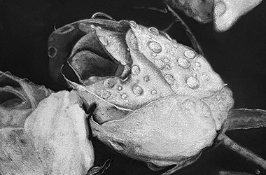 realistic charcoal drawing