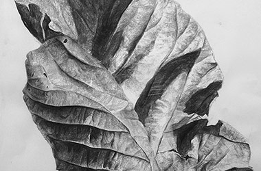 Leaf No.1 - Nature drawing, realism in charcoal, Singapore art class and art scene