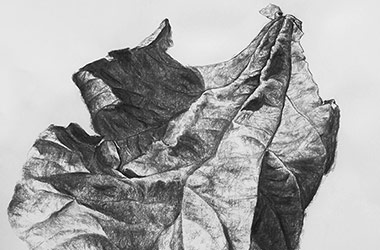 Leaf No.2 - Nature drawing, realism in charcoal, Singapore art class and arts scene. Beautiful artwork by Singapore contemporary artist