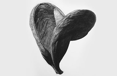 Organic Shape No.3 - Nature drawing, realism in charcoal, Singapore art class and art scene. Beautiful artwork by Singapore contemporary artist