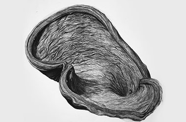Organic Shape No.5 - Nature drawing, realism in charcoal, Singapore art class and arts scene. Beautiful artwork by Singapore contemporary artist
