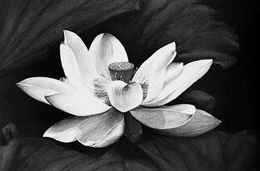 realistic charcoal drawing of lotus flower