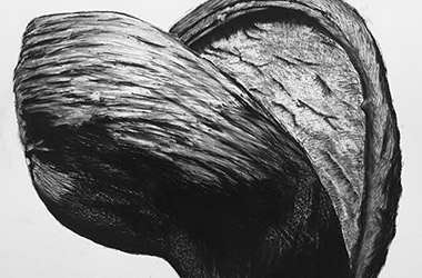 Organic Shape No.2 - Nature drawing, realism in charcoal, Singapore contemporary art scene and art class. Beautiful artwork by Singapore contemporary artist