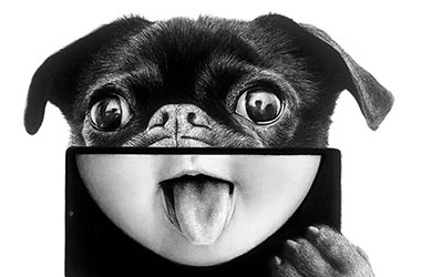 realistic charcoal drawing of a dog holding a phone