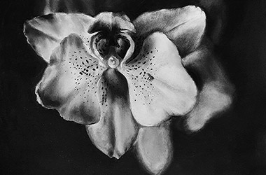 realistic charcoal drawing