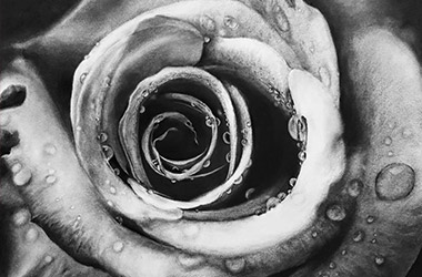 realistic charcoal drawing of a rose