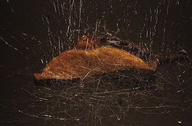 Residude: Experimental art in Singapore contemporary art space and art scene