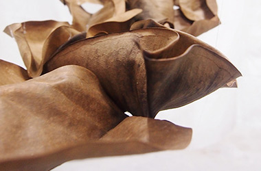 Art guide to fine art in Singapore contemporary photography art prints centred on experimental photography, nature art, installation art and fine art curriculum academic studio practice in Singapore contemporary arts scene, art space and art culture