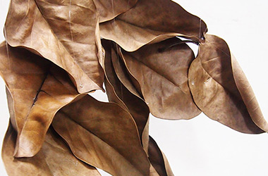 Art guide to fine art in Singapore contemporary photography art prints centred on experimental photography, nature art, installation art and fine art curriculum academic studio practice in Singapore contemporary arts scene, art space and art culture