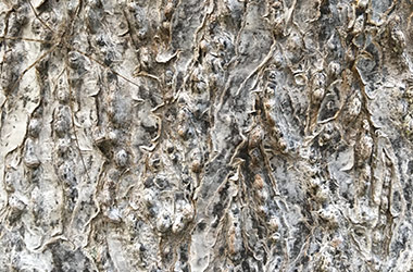 Art guide to fine art in Singapore contemporary photography art prints centred on experimental photography, abstract art, nature art and fine art curriculum academic studio practice in Singapore contemporary arts scene, art space and art culture